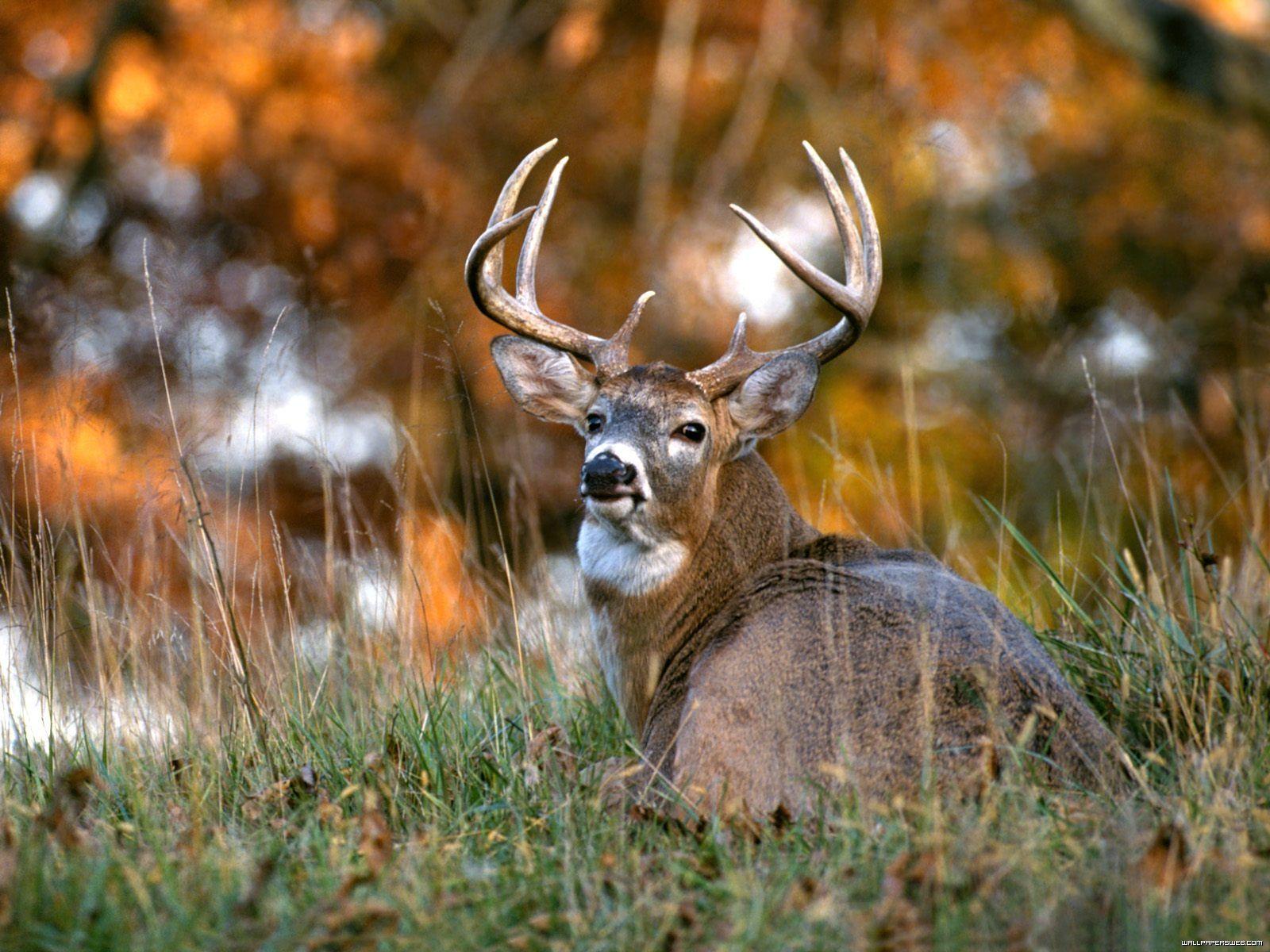 Wallpapers For – Whitetail Deer Wallpapers