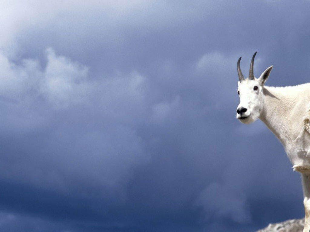 Mountain Goat In The Clouds