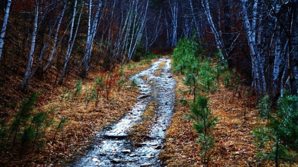 Forests paths hdr photography south dakota mystical wallpapers