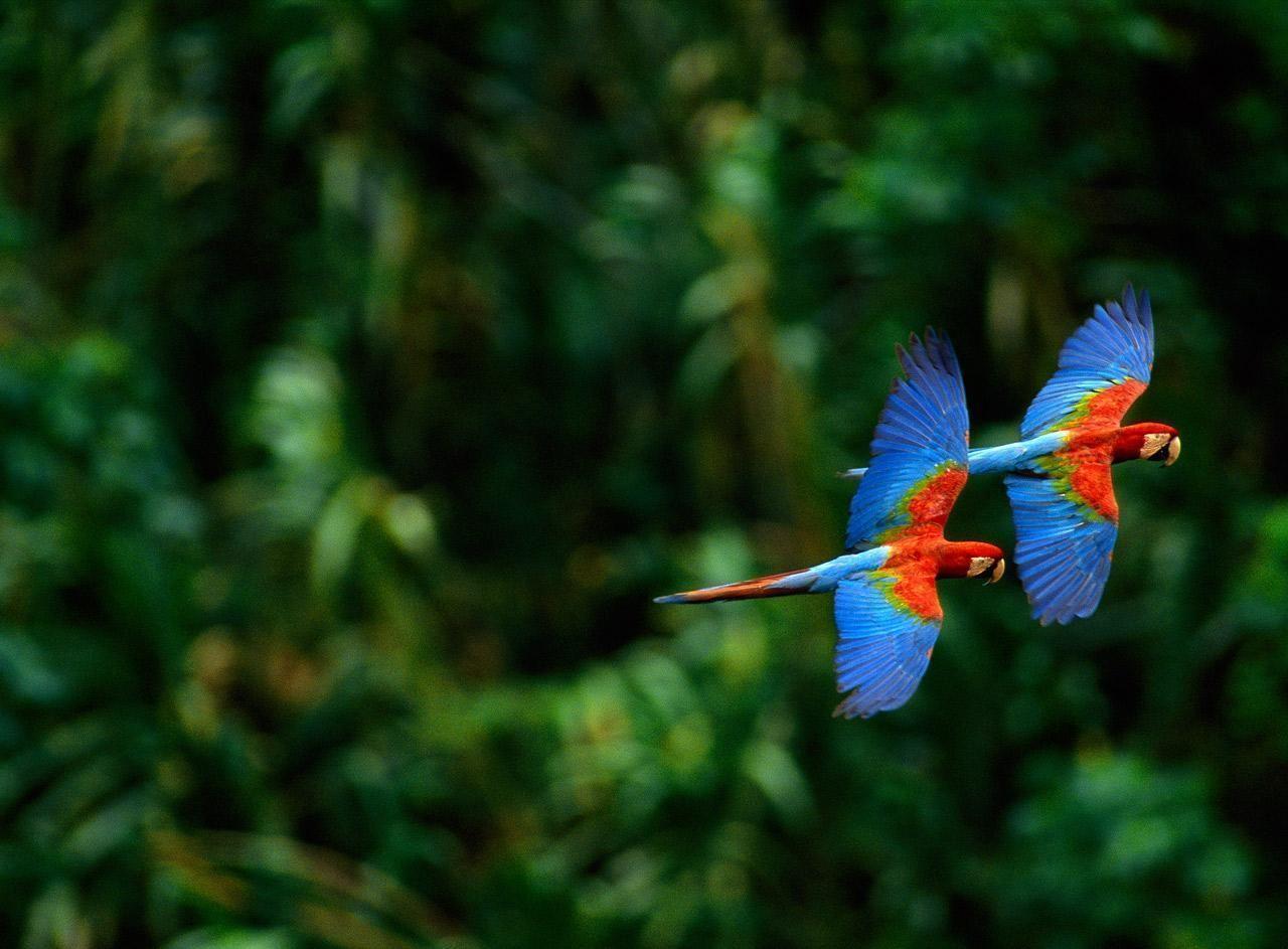 Macaw Parrot Wallpapers