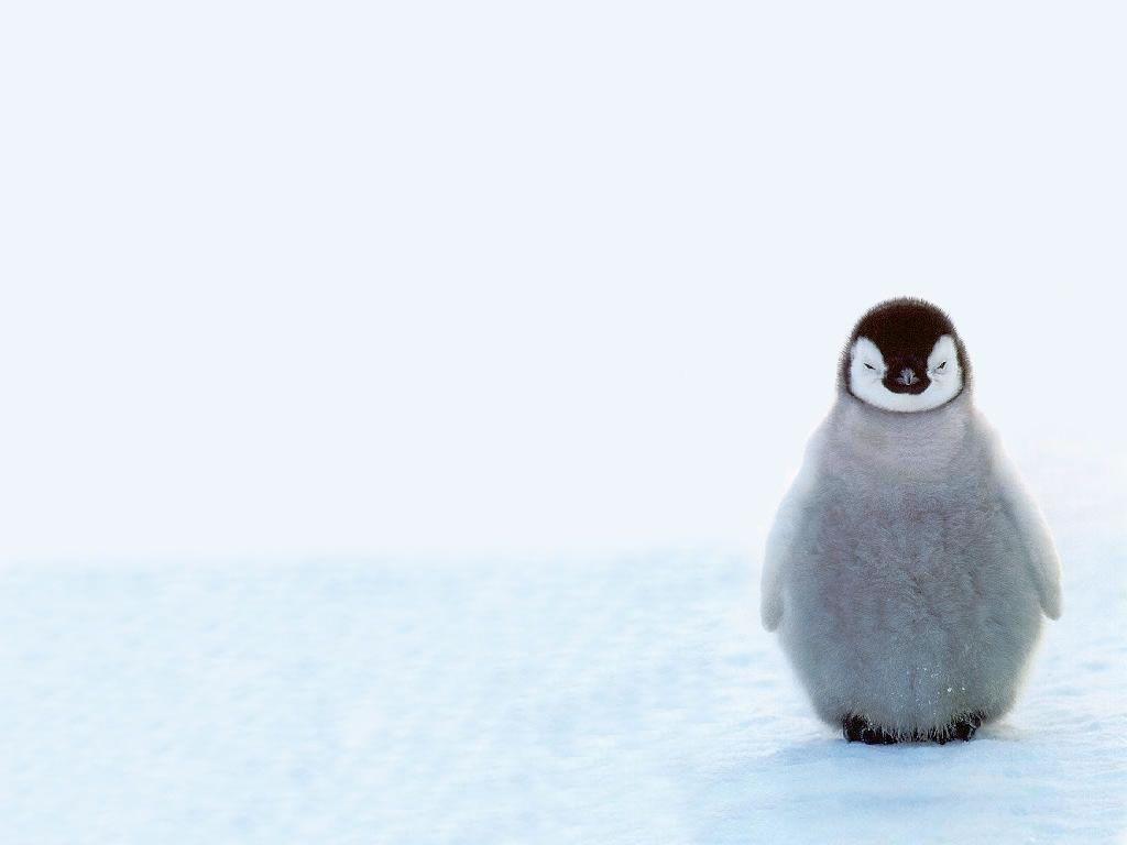 Penguin Wallpapers Group with items