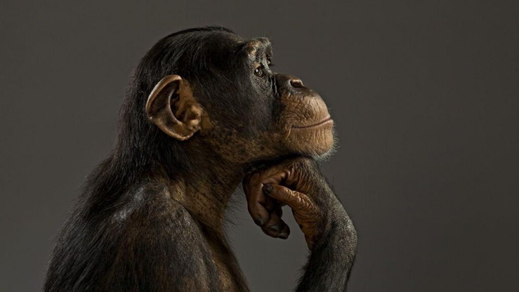 Monkey chimpanzee think wallpapers