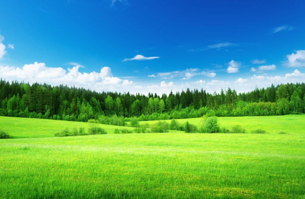Wallpapers Green grass, Thick forest, Blue sky, , Nature,