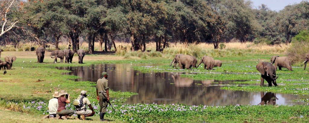 The Walking Safari Experience Along The Zambezi River