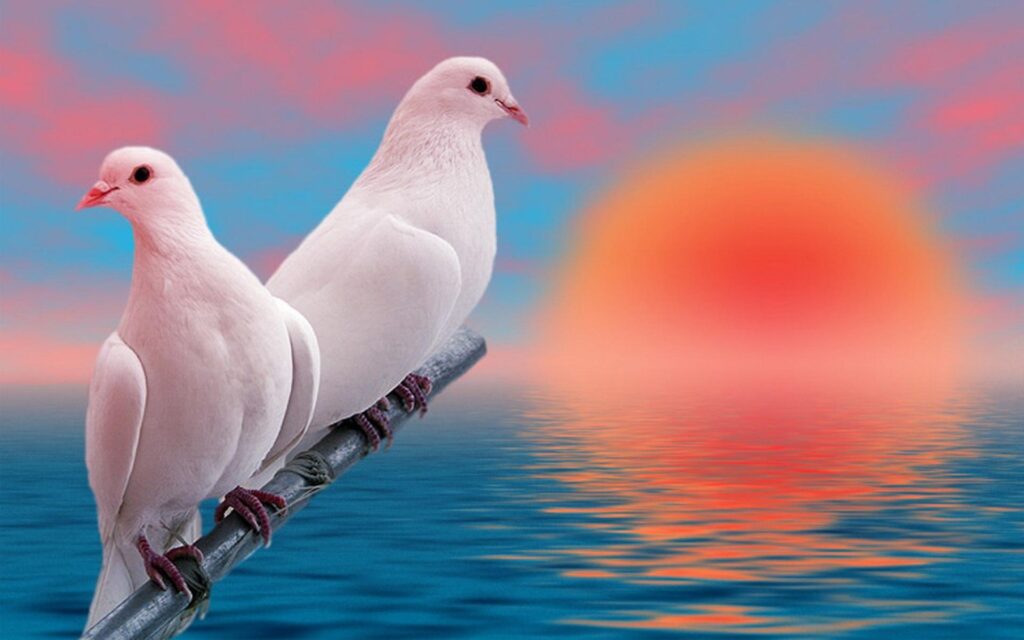 Pigeon Wallpapers Free Download