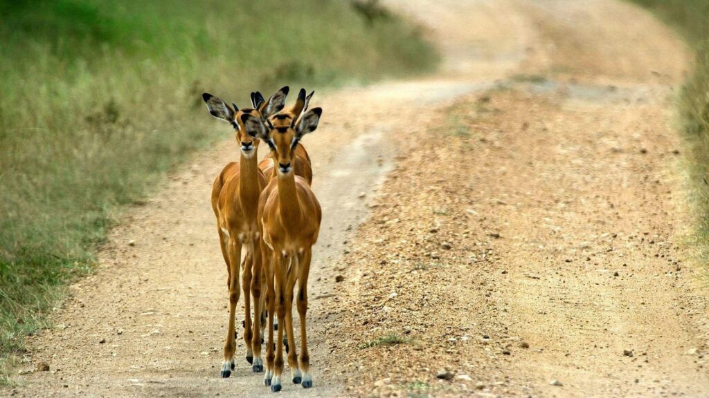Animals Impala Animals Uganda Roads Wallpapers Animal 2K for HD
