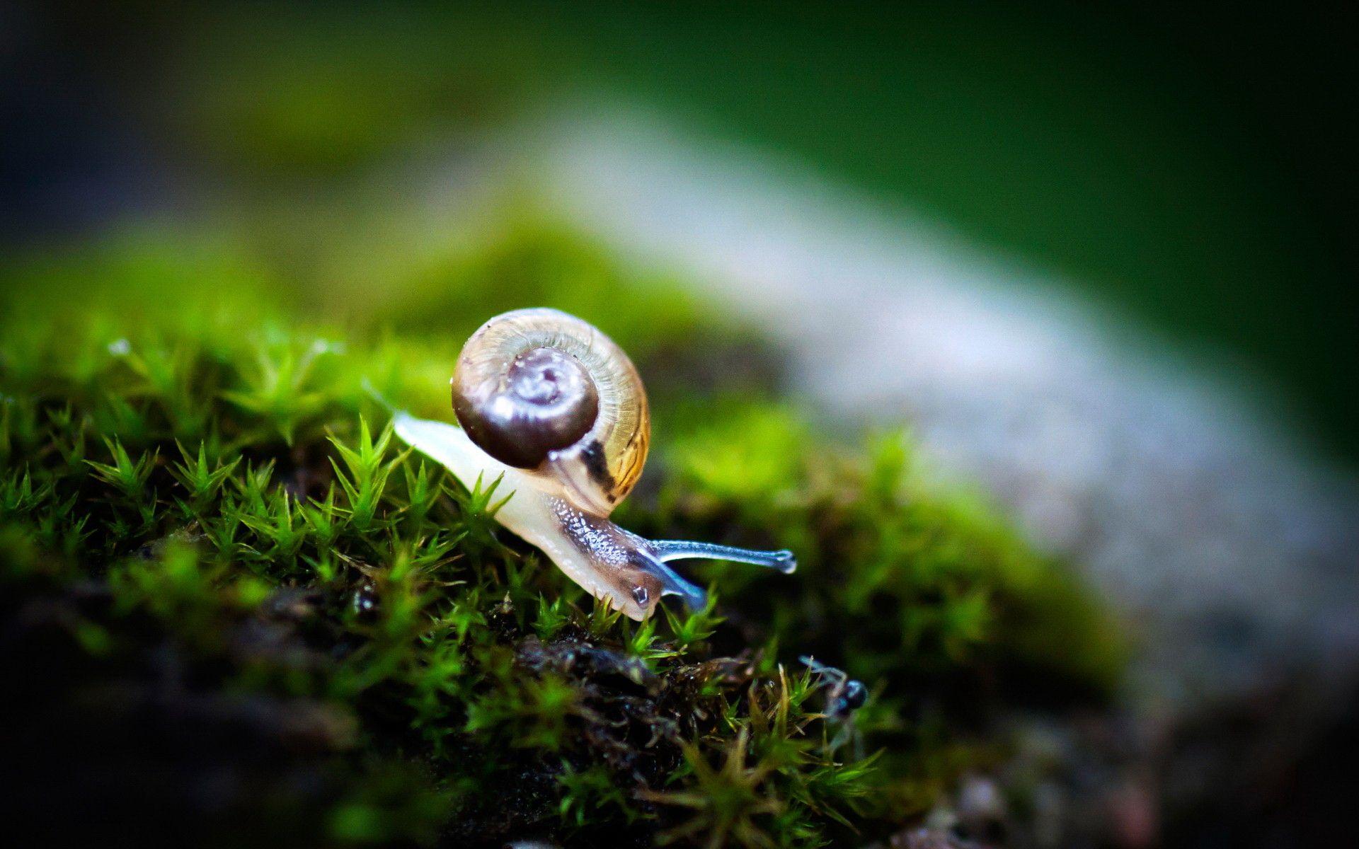 Snail Wallpapers, Free Snail Wallpapers