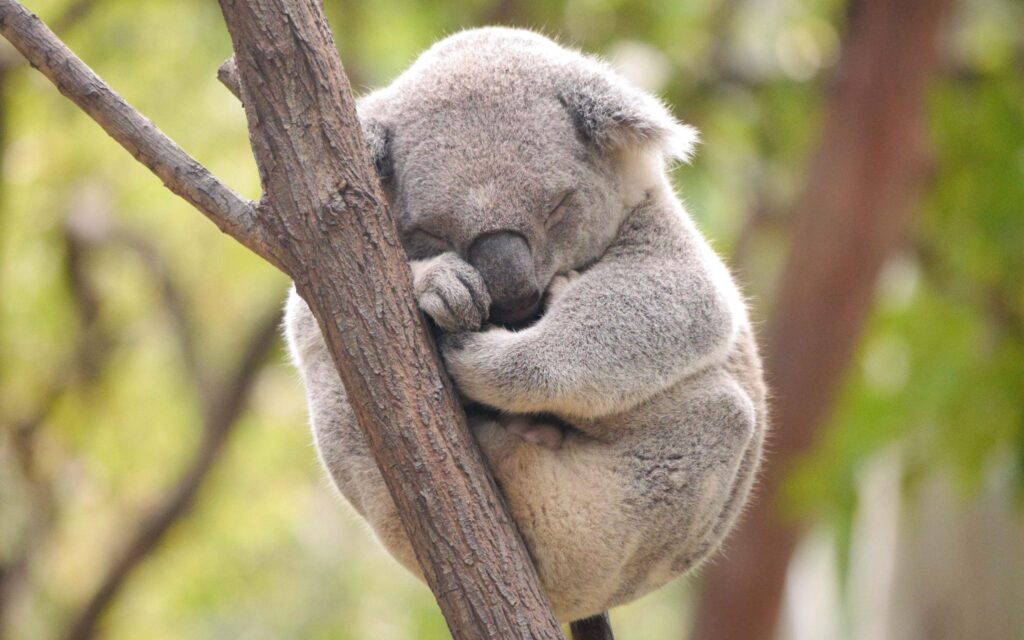 Koala 2K Pics