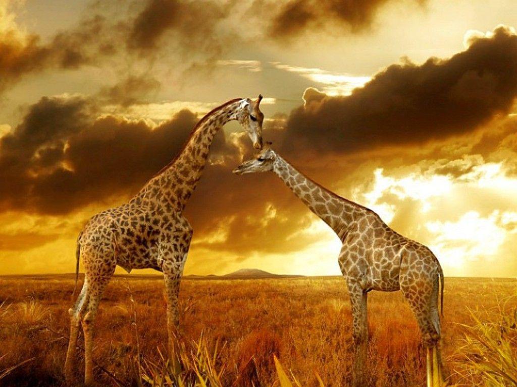 Best wallpapers of Giraffes at Safari ×
