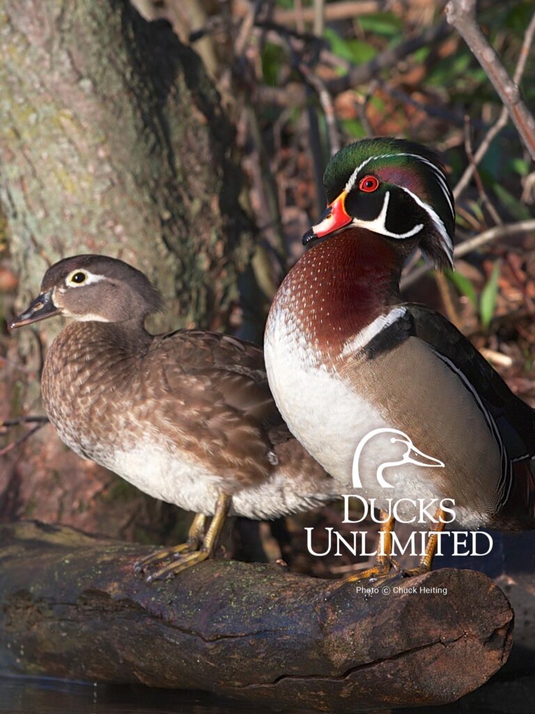 Ducks Unlimited Wood Duck Wallpapers