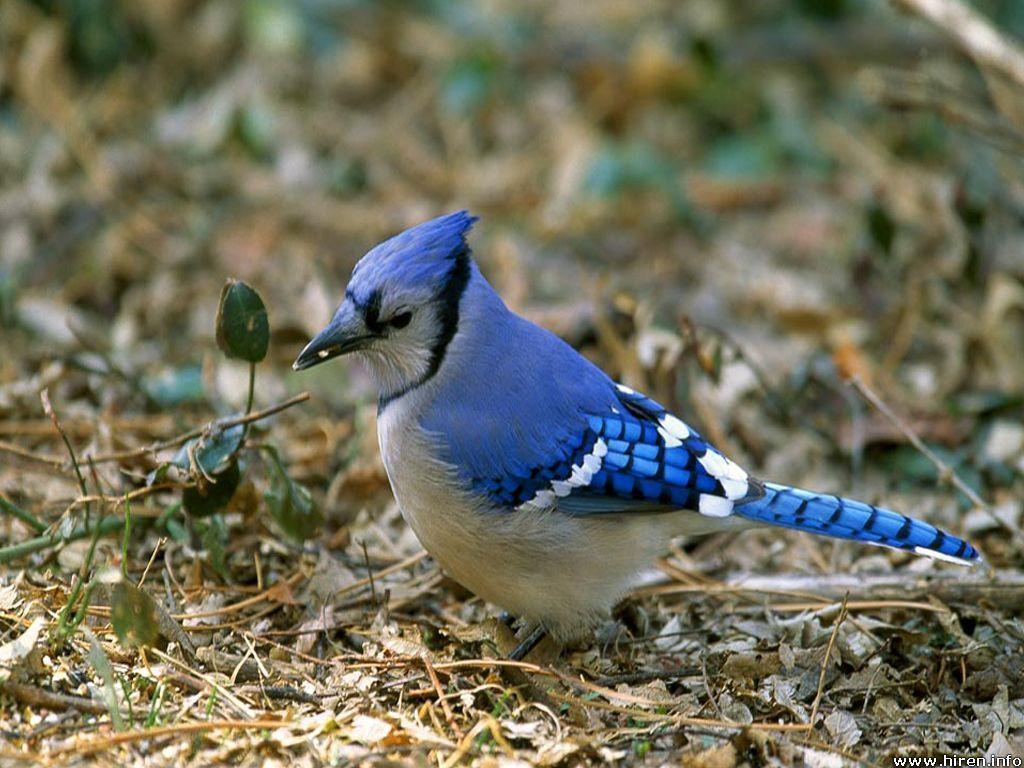 Free Cool Wallpapers blue jay wallpapers