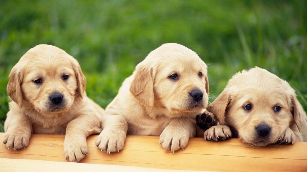 Puppies Wallpapers Free Download Group