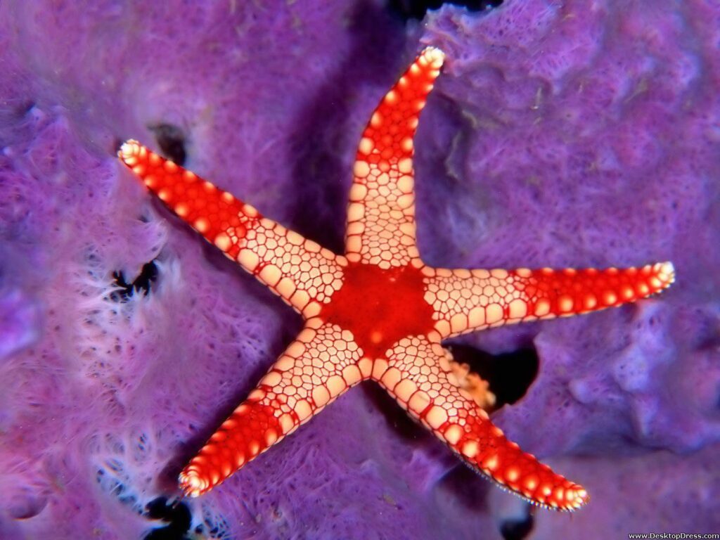 Desk 4K Wallpapers » Animals Backgrounds » Sea Star Palau