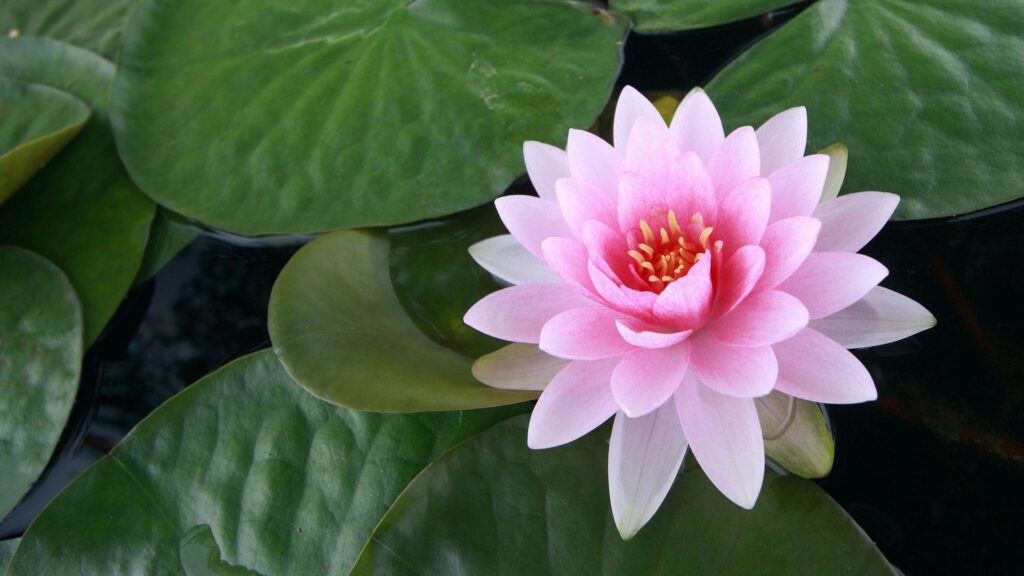 Wallpapers For – Wallpapers Of Lotus Flower