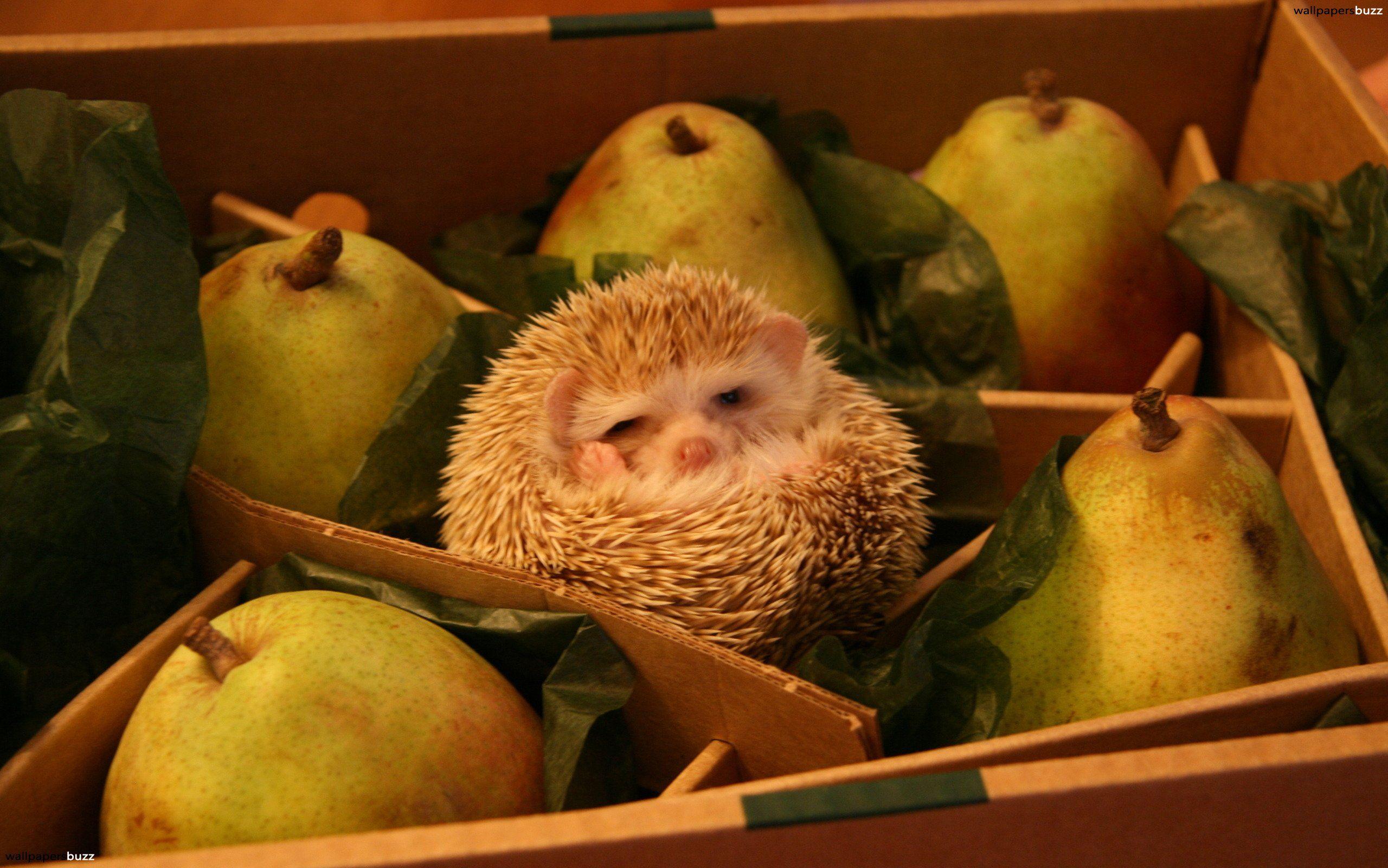 A hedgehog and pears 2K Wallpapers