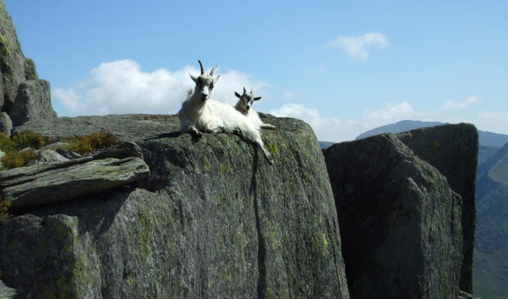 Mountain goats Wallpapers 2K Download
