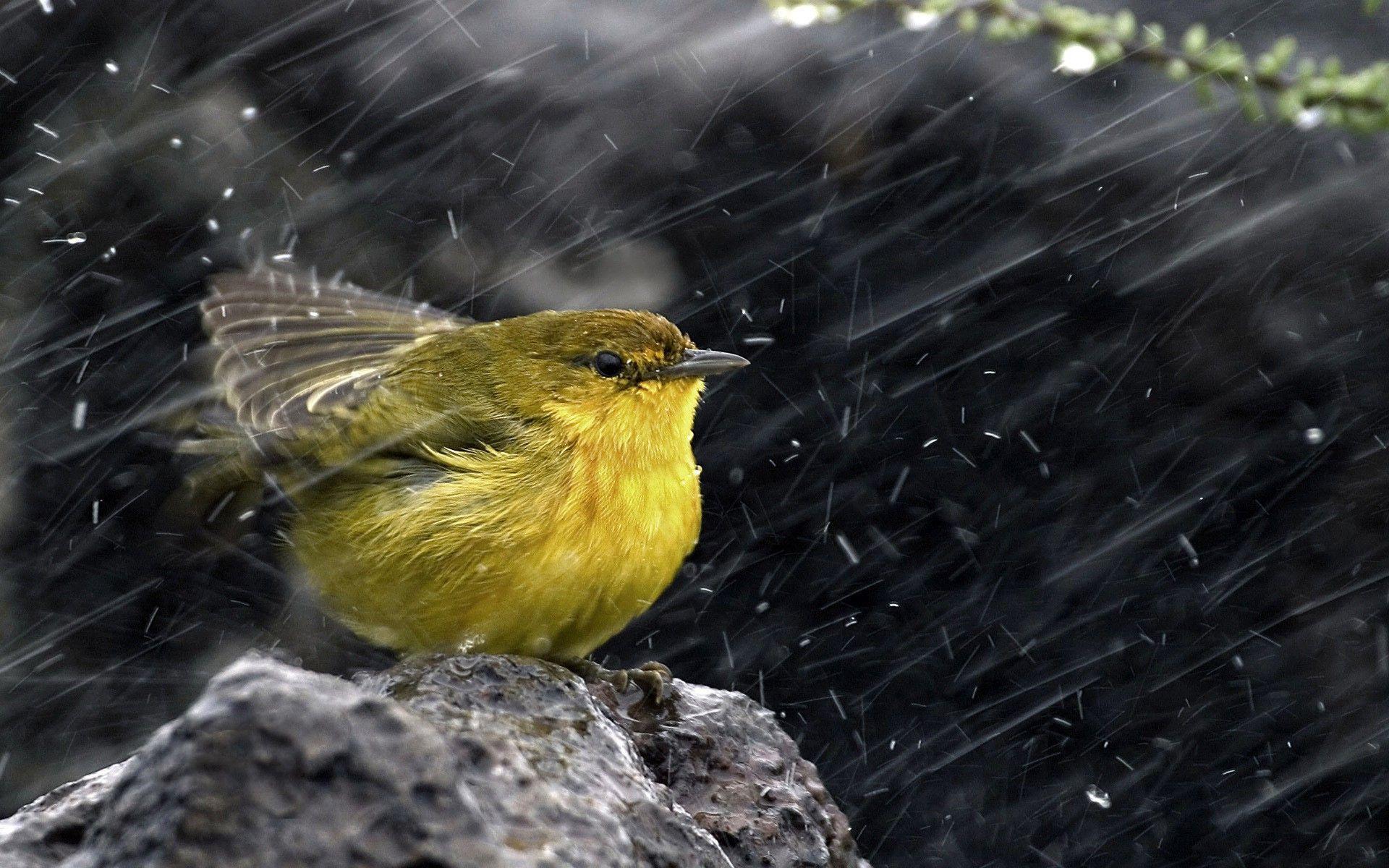 Bird On The Rain Wallpapers For PC Wallpapers