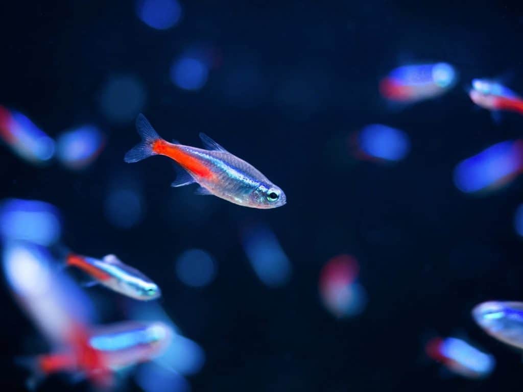 Freshwater Tetra Owners Guide
