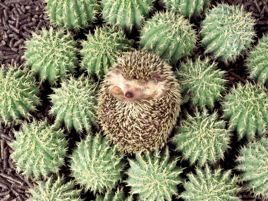 Porcupine on green cacti 2K wallpapers