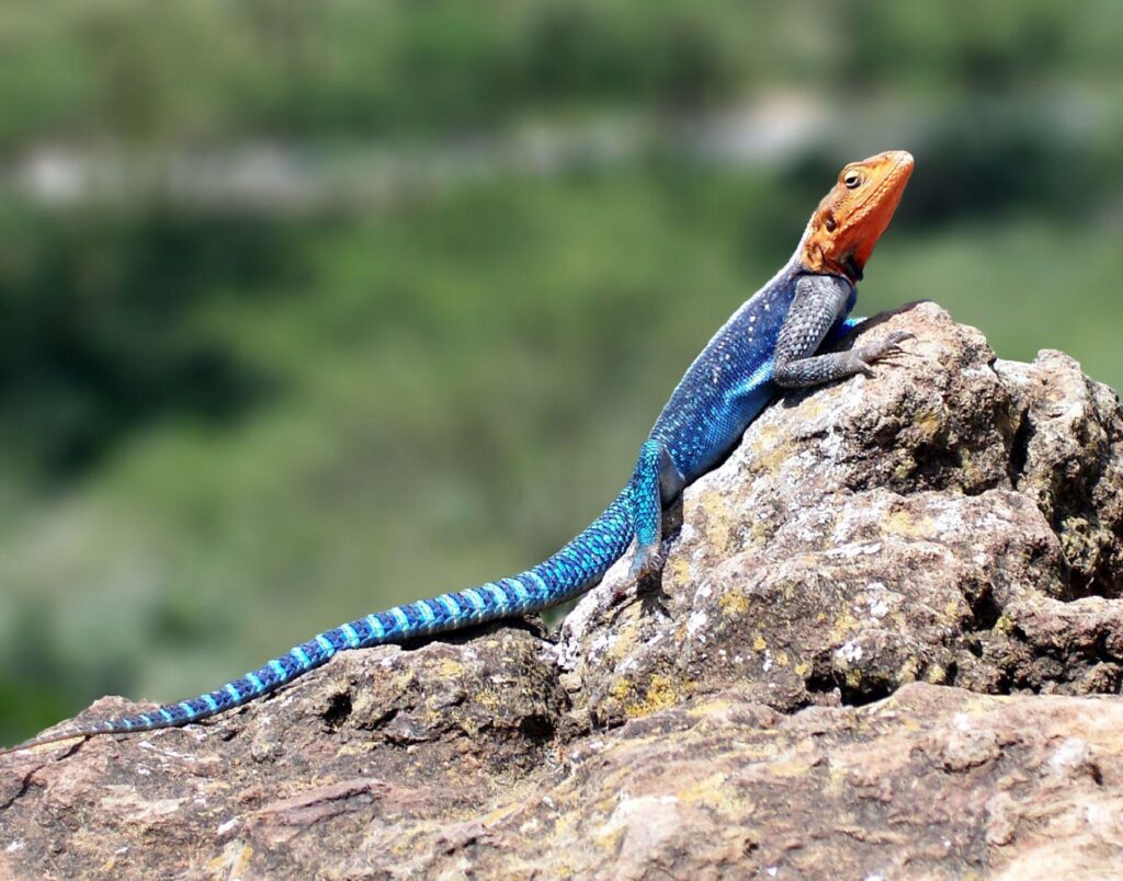 Agama Wallpaper Backgrounds