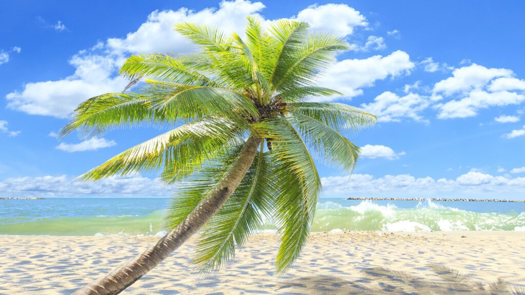 Single Palm Tree On The Sandy Beach K UltraHD Wallpapers