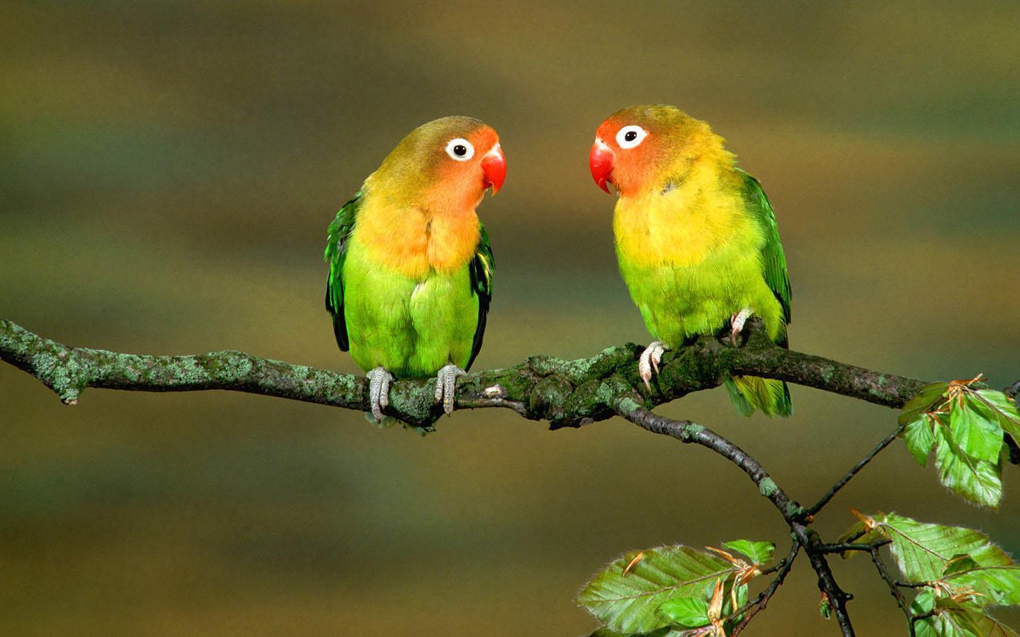 Colorful Parrot Birds Wallpaper, Photos Wallpapers Download