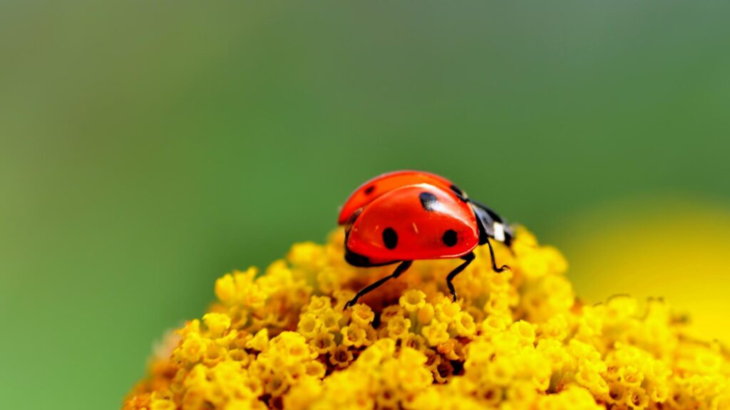 Wallpaper Ladybugs Insects Animals