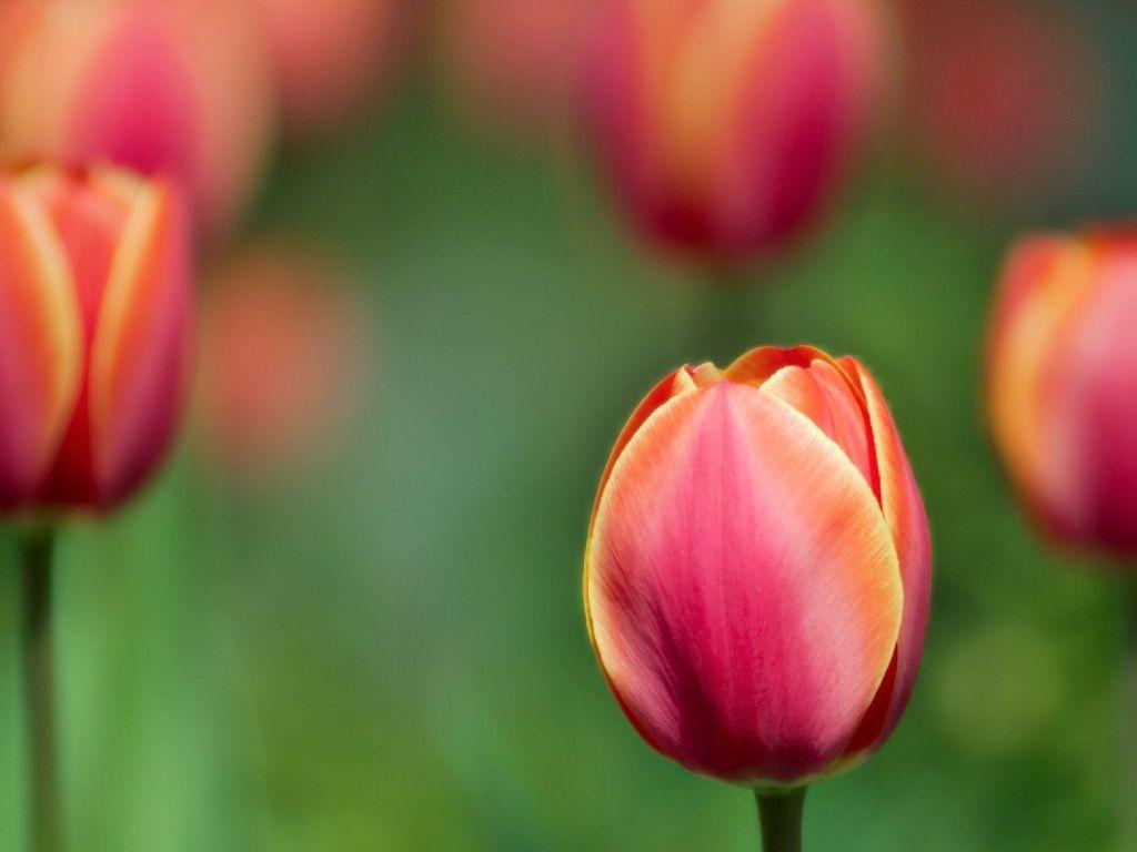 Red tulip desk 4K PC and Mac wallpapers