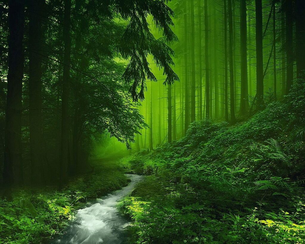 Wallpapers Download A clear river in the green forest