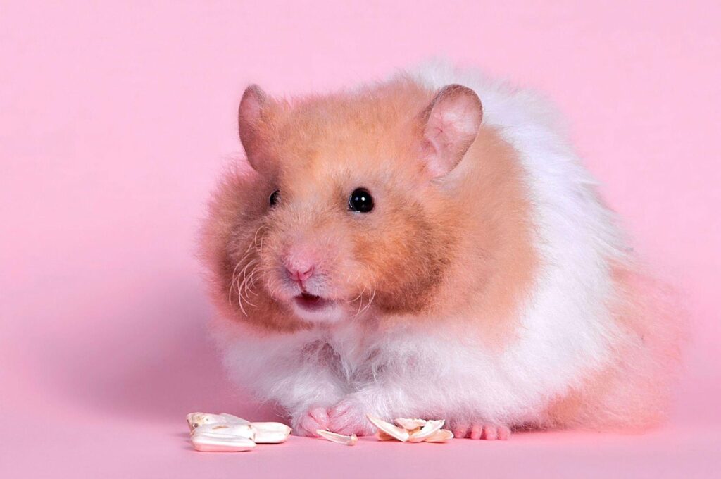 Hamster 2K Wallpapers and Backgrounds Wallpaper