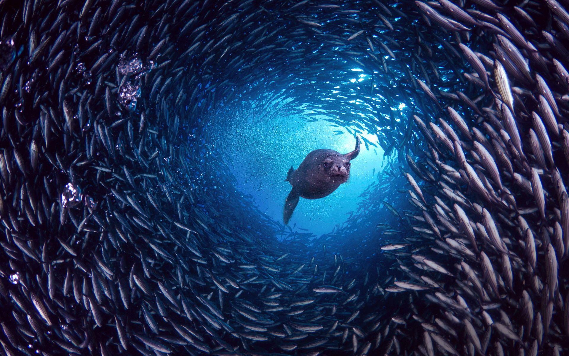 Wallpapers Galapagos Islands, Santa Cruz, sea lion, fish desktop