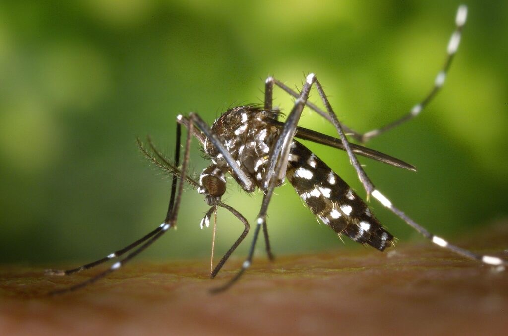 Free stock photos of mosquito · Pexels