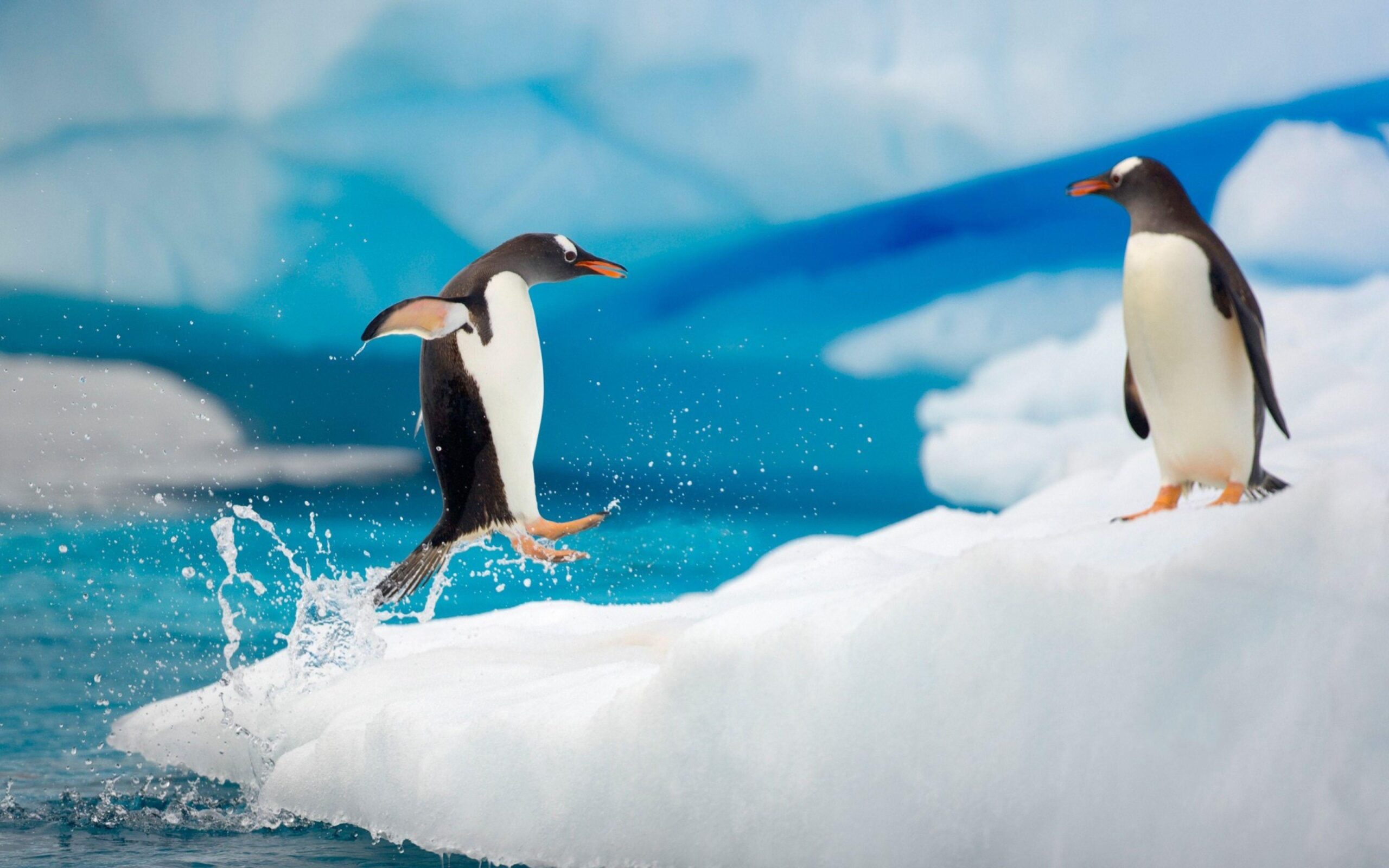 Penguin Couple Snow Ice Arctic Jump Antarctica Fun Wallpapers