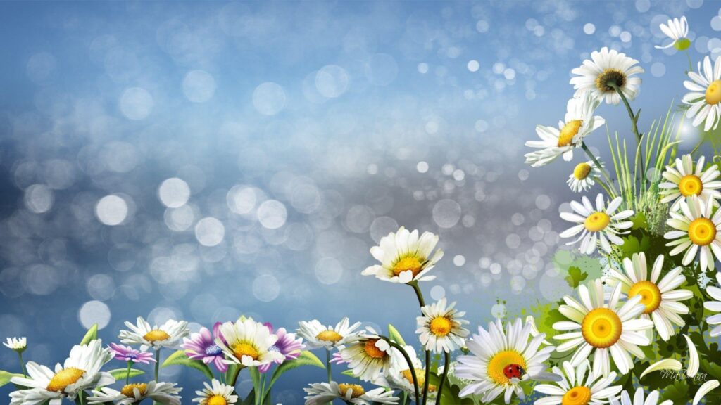 Daisies Surprise Daisy Wild Flowers Nature 2K wallpapers