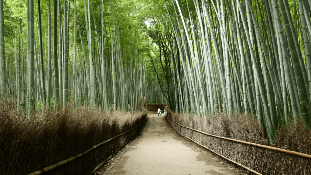 Arashiyama Bamboo Forest in Kyoto Stock Video Footage