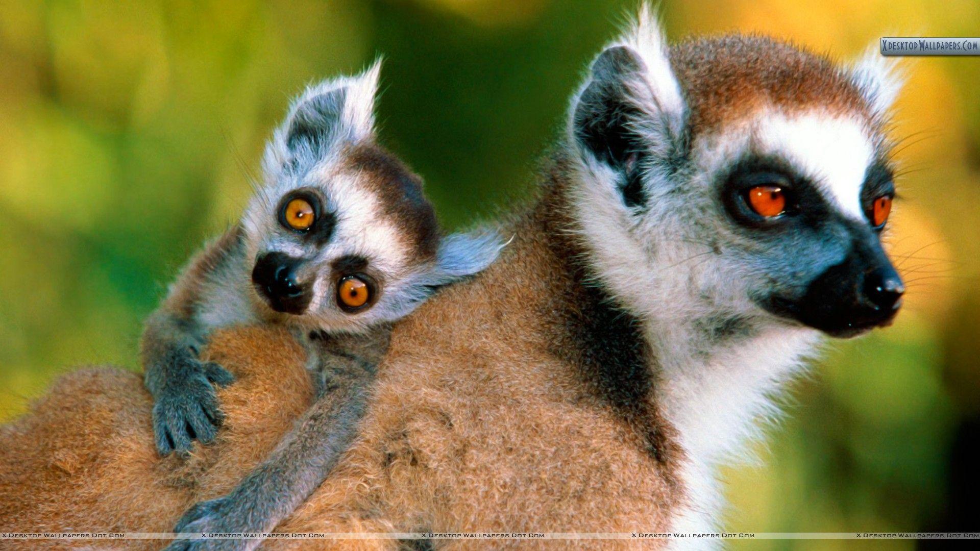 Ring Tailed Lemurs Wallpapers