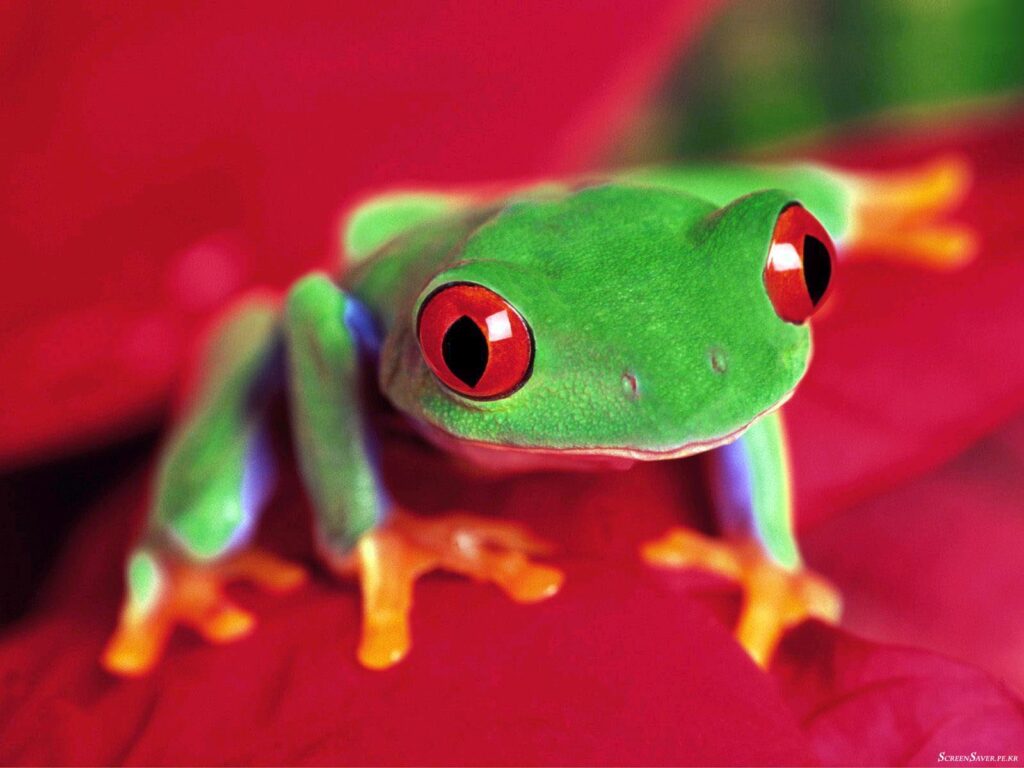 Frog Wallpapers