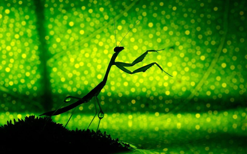 Praying Mantis 2K Wallpapers and Backgrounds Wallpaper