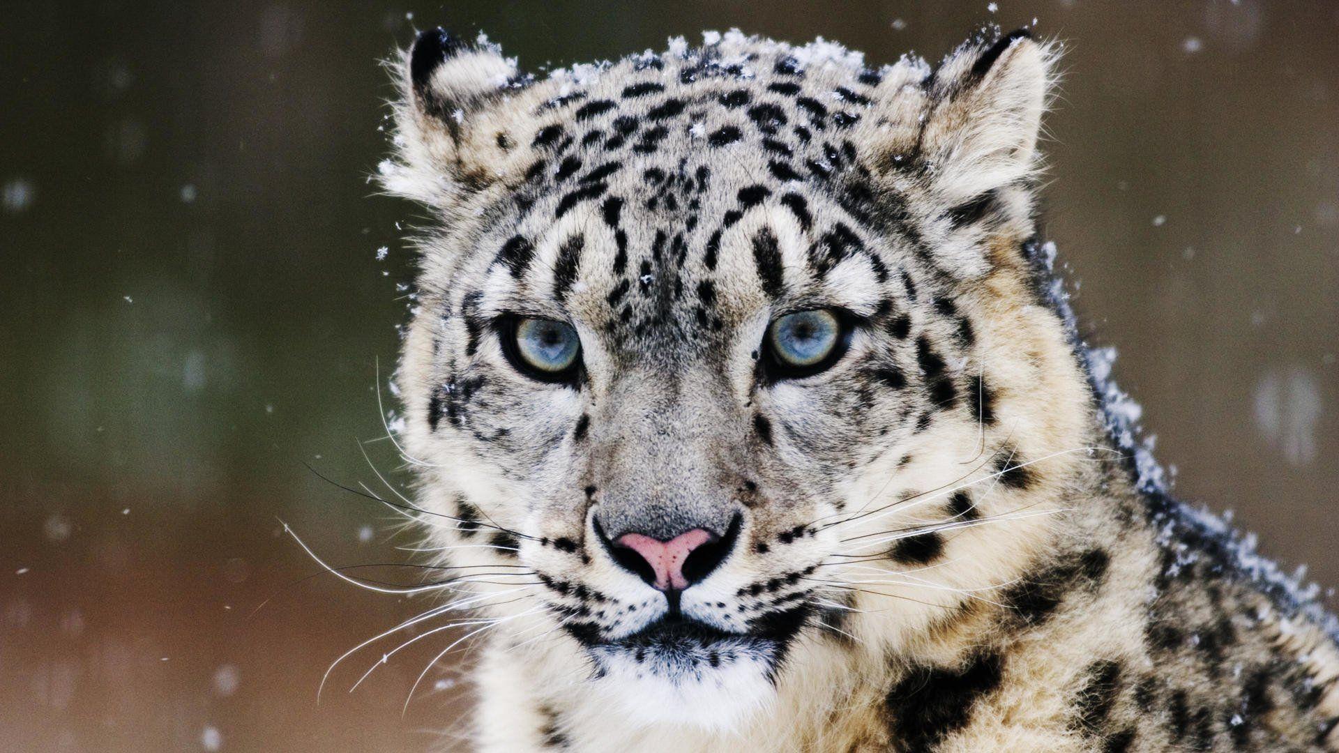 Snow Leopard 2K Wallpapers