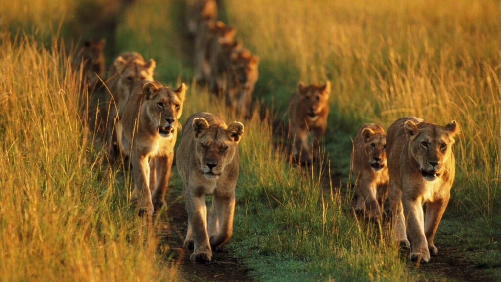 Animals pride national mara lions Kenya wallpapers