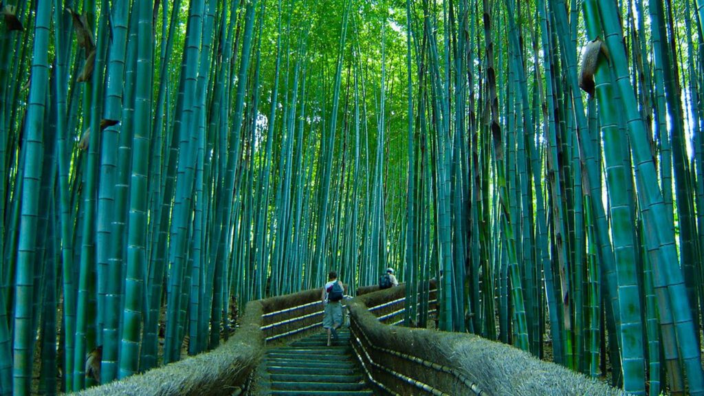 Beautiful pathway in the Sagano bamboo forest pics