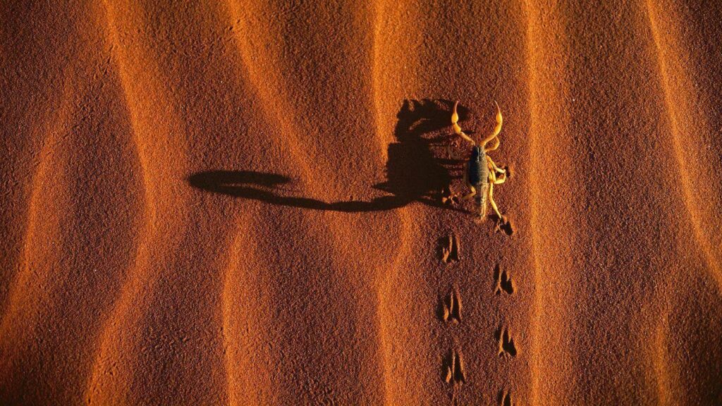 Scorpion Animal Wallpapers Image HD Wallpapers for