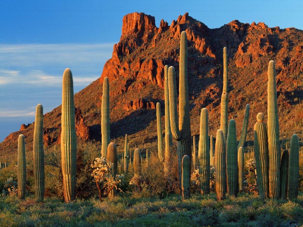 Px Saguaro Cactus