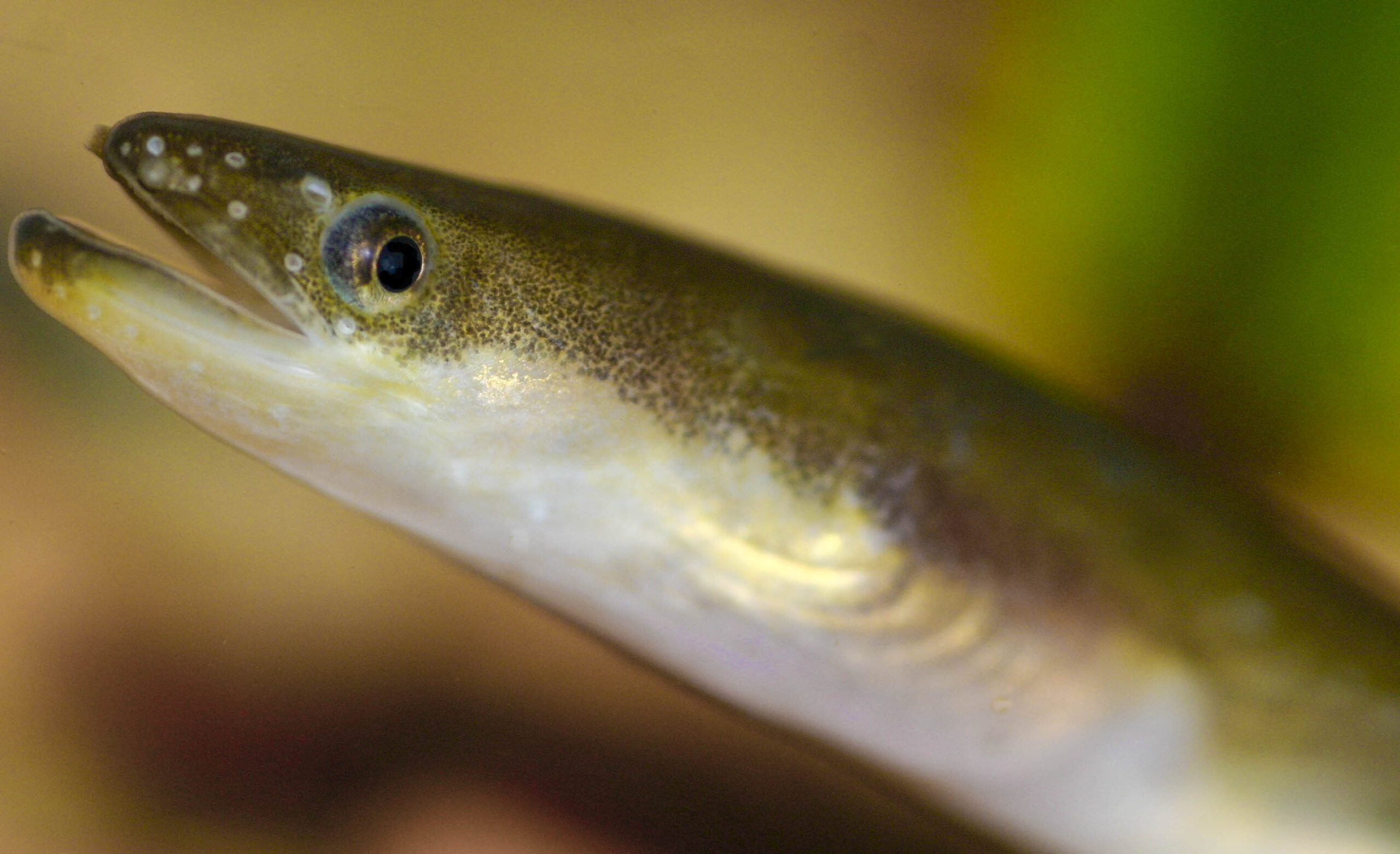 Japanese eel photo and wallpaper Cute Japanese eel pictures