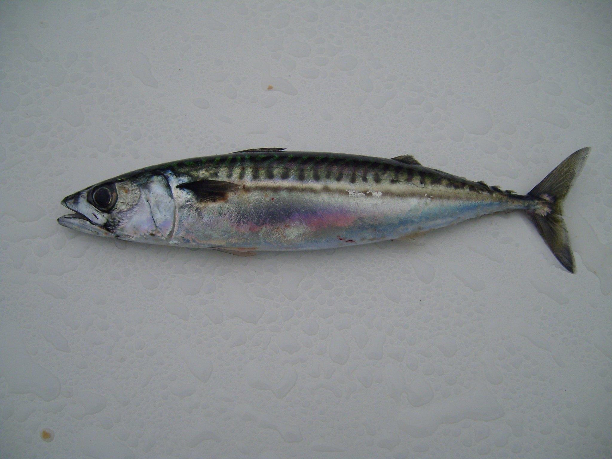 FileAtlantic mackerel fish K