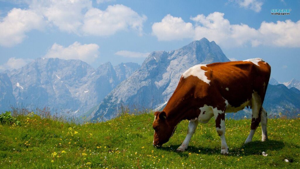 Cow Wallpapers and Backgrounds Wallpaper