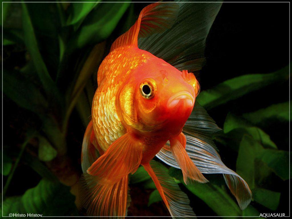 Goldfish Wallpapers ,