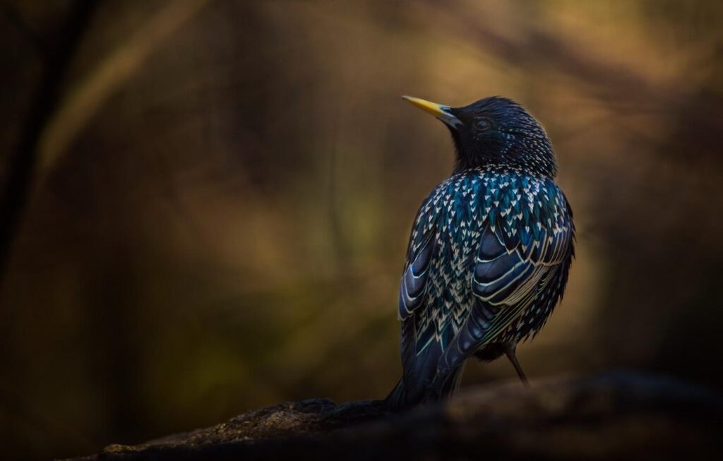 Wallpapers background, bird, branch, Starling Wallpaper for