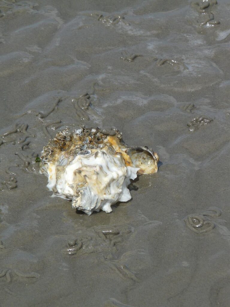 HD wallpaper Pacific Oyster, Shell, crassostrea pacifica