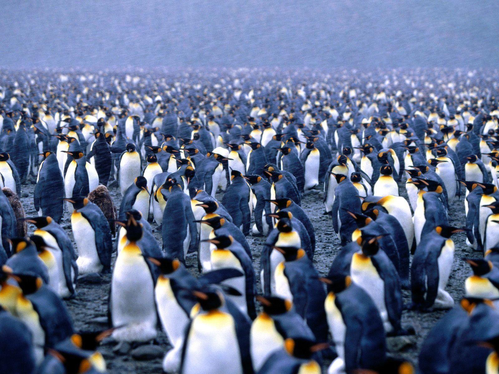 Penguin 2K Wallpapers